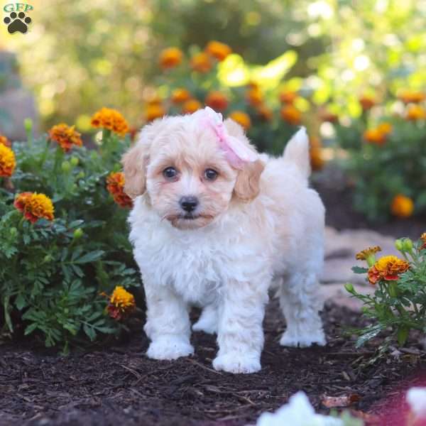 Nicole, Havapoo Puppy